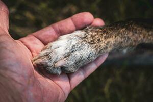 close-up of a human hand hugging a paw of a dog photo