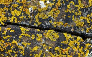 close-up of surface of a sea rock photo