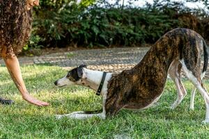 hermosa hembra perro entrenador es formación su perro en un al aire libre parque foto