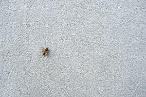 concrete wall texture detail - Natural stucco surface background photo