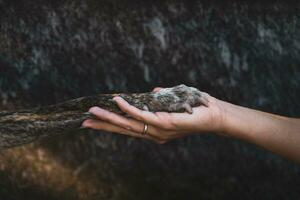 close-up of a human hand hugging a paw of a dog photo