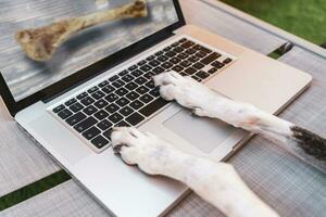 a dog looking at an image of a bone on a computer monitor photo