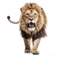 Lion walking on white background. Generative AI photo