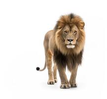 Lion walking on white background. Generative AI photo