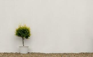 House plant in the pot on pebbles stone next to the concrete wall texture, Single exterior tree next to white empty cement wall background. Concept for mockup, backdrop outdoor decoration photo