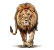 Lion walking on white background. photo