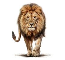 Lion walking on white background. Generative AI photo