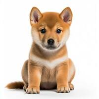 Akita puppy isolated on white background. Generative AI photo