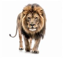 Lion walking on white background. Generative AI photo