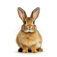Rabbit isolated on white background. Generative AI photo