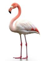 Pink flamingo isolated on white background. Generative AI photo