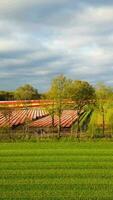 een veld- van rood tulpen in de Nederland video