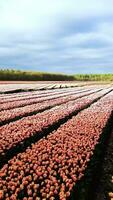 une champ de rouge et blanc tulipes dans le Pays-Bas video