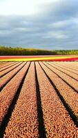 A field of red tulips with a cloudy sky in the background video