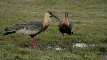 animal bird on grass Buff-necked Ibis video