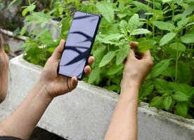 Concept Farm uses smartphones and applications to monitor yield and quality Smart Farming photo