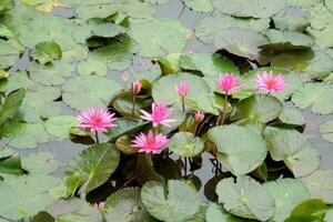 Clumps of pink Water Lilly in the middle of the pond. Multi-colored flowers on the outside, pale green when blooming, pink inside with pink tips. There are many small seeds inside the flower. photo