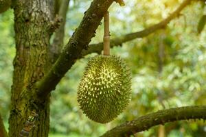 The durian on the tree is the king of fruits. The skin is thick and hard with sharp thorns. The yellow flesh is separated into lobes. with brown seeds inside the meat have a unique smell sweet taste photo