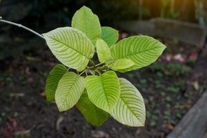 Kratom is a medicinal plant. The scientific name is Mitragyna speciosa Korth. Each variety is different in the color of the leaf veins. Thailand is found to be red stem varieties. photo