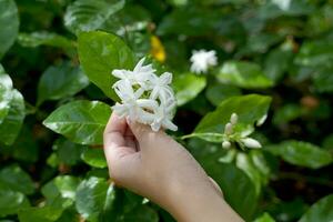 Arabian Jasmine flowers are white and fragrant. Used as a Mother's Day symbol, made into a garland, used in the aromatherapy industry. Used to make tea and flavor tea leaves. photo