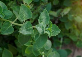 Indian borage is a ground cover or potted plant to decorate the house. with a pungent aroma Slightly spicy and sour taste It is a medicinal plant, every part has medicinal properties. photo