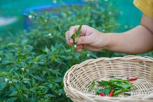 Thai people pick chili peppers that are planted in the garden behind the house to cook. in the concept of kitchen garden vegetables, sufficiency economy, seasonings, herbs photo