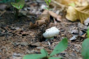 Wild mushrooms grow in the northern forests of Thailand during the rainy season. There are many types, both edible and non-edible, a source of natural fat-free protein suitable for cooking. photo