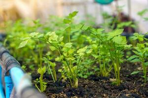 orgánico apio es un hierba vegetal. lata comer cada parte eso tiene un acre olor ese es comúnmente usado en Cocinando a ayuda extinguir varios sospechoso huele o ser usado a añadir aroma a el sopa. foto