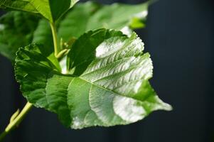 mulberry leaf close-up, pattern of green leaves photo