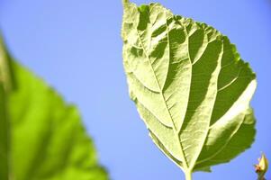 mulberry leaf close-up, pattern of green leaves photo