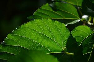 mulberry leaf close-up, pattern of green leaves photo