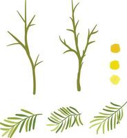Set of yellow mimosa flowers. Bundle pretty spring flowering plant part. vector