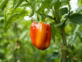 bell pepper hanging on tree in garden Generative AI photo