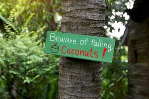 green painted wooden sign mounted on coconut tree Write a message in English that says Beware of falling coconuts to warn people to be careful if they walk under the tree. photo