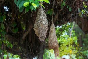 The old sparrow's nest is used to decorate the trees to make the place shady and natural. Soft and selective focus. photo