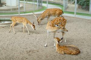 sika deer in the zoo. It is an animal with brownish yellow fur. The body has white spots, males are larger than females. male only horns. photo