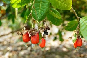 Cashew fruit tree. The fruit looks like rose apple or pear. The young fruit is green. When ripe, it turns red-orange. At the end of the fruit there is a seed, shaped like a kidney. photo