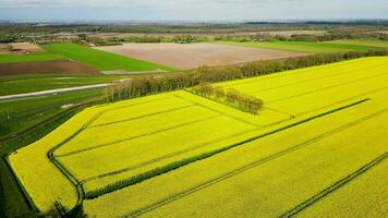 Aerial view over yellow field video