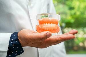 Denture, dentist holding dental teeth model to study and treat in hospital. photo