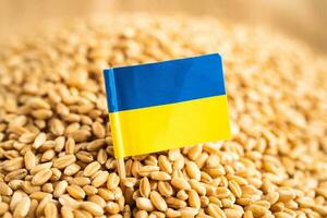 Grains wheat with Ukraine flag, trade export and economy concept. photo