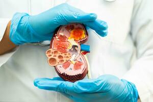 Kidney disease, Chronic kidney disease ckd, Doctor hold model to study and treat in hospital. photo