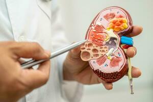 Kidney disease, Chronic kidney disease ckd, Doctor hold model to study and treat in hospital. photo