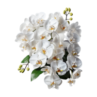 orchidée, blanc orchidée png, orchidée avec transparent Contexte ai génératif png