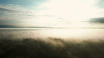 aereo Visualizza al di sopra di nebbioso foresta video