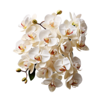 orchidée, blanc orchidée png, orchidée avec transparent Contexte ai génératif png