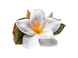 Weiß Blume png, Weiß Blume transparent Hintergrund ai generativ png