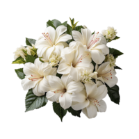 blanc fleur png ai génératif