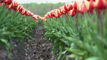 A field of red and yellow tulips with a path in the middle video