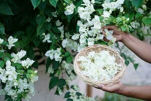 cerca arriba manos sostiene bandeja de flores, cosecha flores en concepto de jardín, cosecha flores para decorectándose o haciendo guirnalda. pasatiempo y pasatiempo. trabajando con naturaleza. ornamental flores jardín. foto