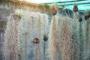 Hanging Spanish moss or Tillandsia plants is plant with no roots hanging down, absorbs water and moisturized from the air. Thai likes to grow and decorate house as ornamental and lucky plant. photo